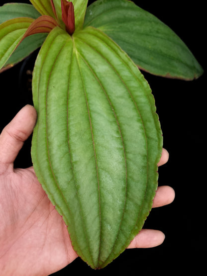 Medinilla gregori hambali sale Singapore potted plant leaf detail
