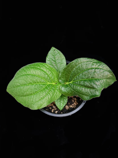 Piper sp sale Singapore potted plant top view