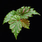 Begonia serratipetala sale Singapore top view
