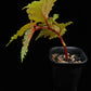 Begonia serratipetala sale Singapore side view