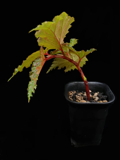 Begonia serratipetala sale Singapore side view