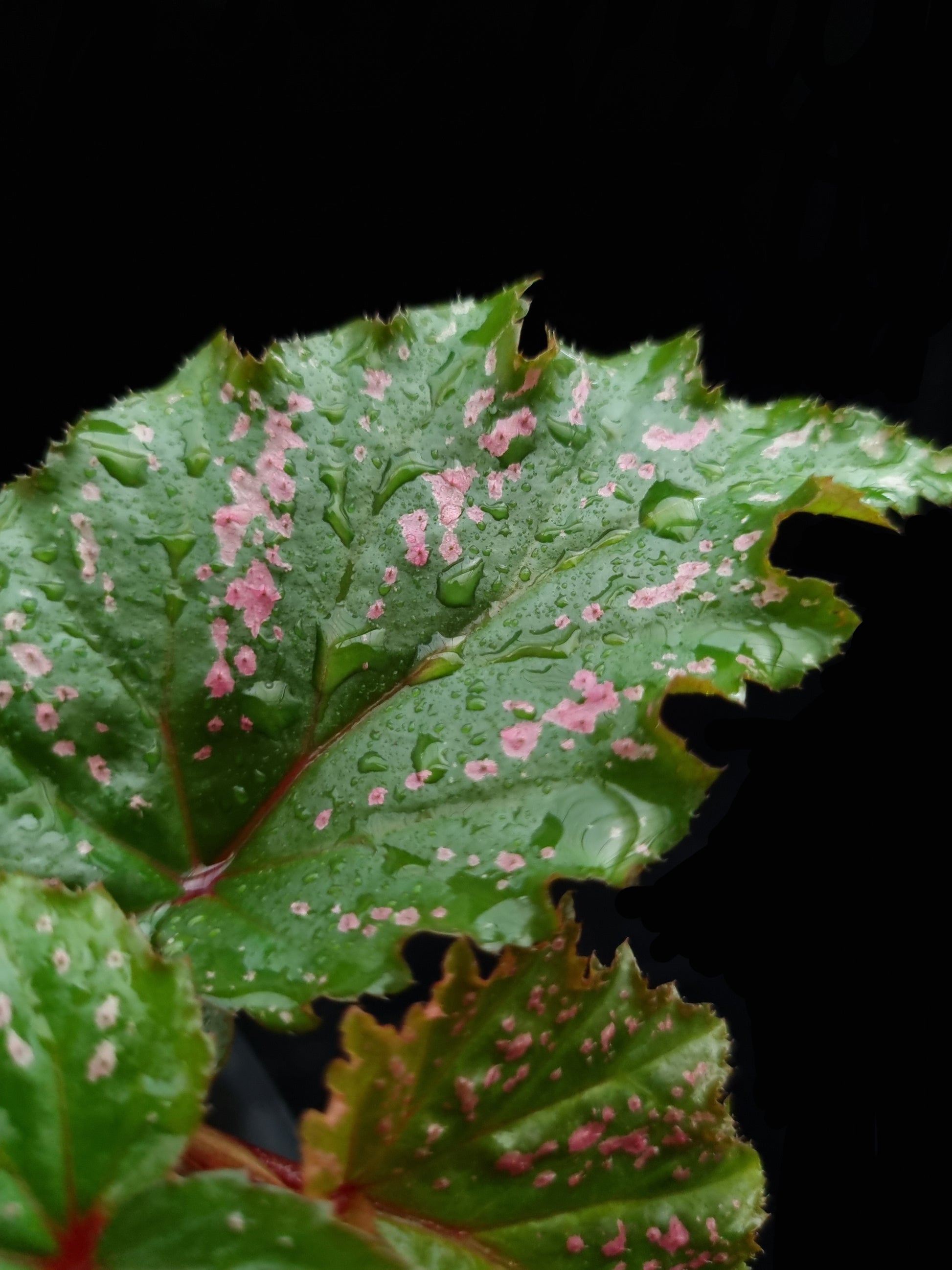 Begonia serratipetala sale Singapore leaf detail