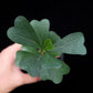 Ficus deltoidea sale Singapore potted plant top view