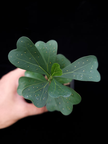 Ficus deltoidea sale Singapore potted plant top view