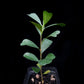 Ficus deltoidea sale Singapore potted plant side view