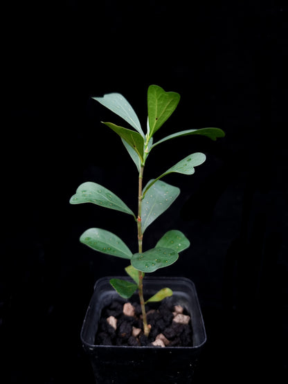 Ficus deltoidea sale Singapore potted plant side view
