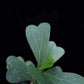 Ficus deltoidea sale Singapore potted plant leaf detail