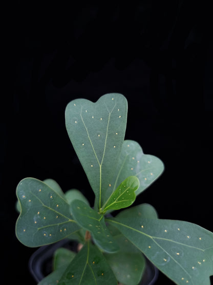 Ficus deltoidea sale Singapore potted plant leaf detail