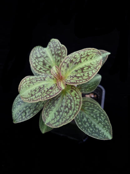 Sonerila sp. jungle plant sale Singapore top view