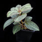 Sonerila sp. jungle plant sale Singapore side view