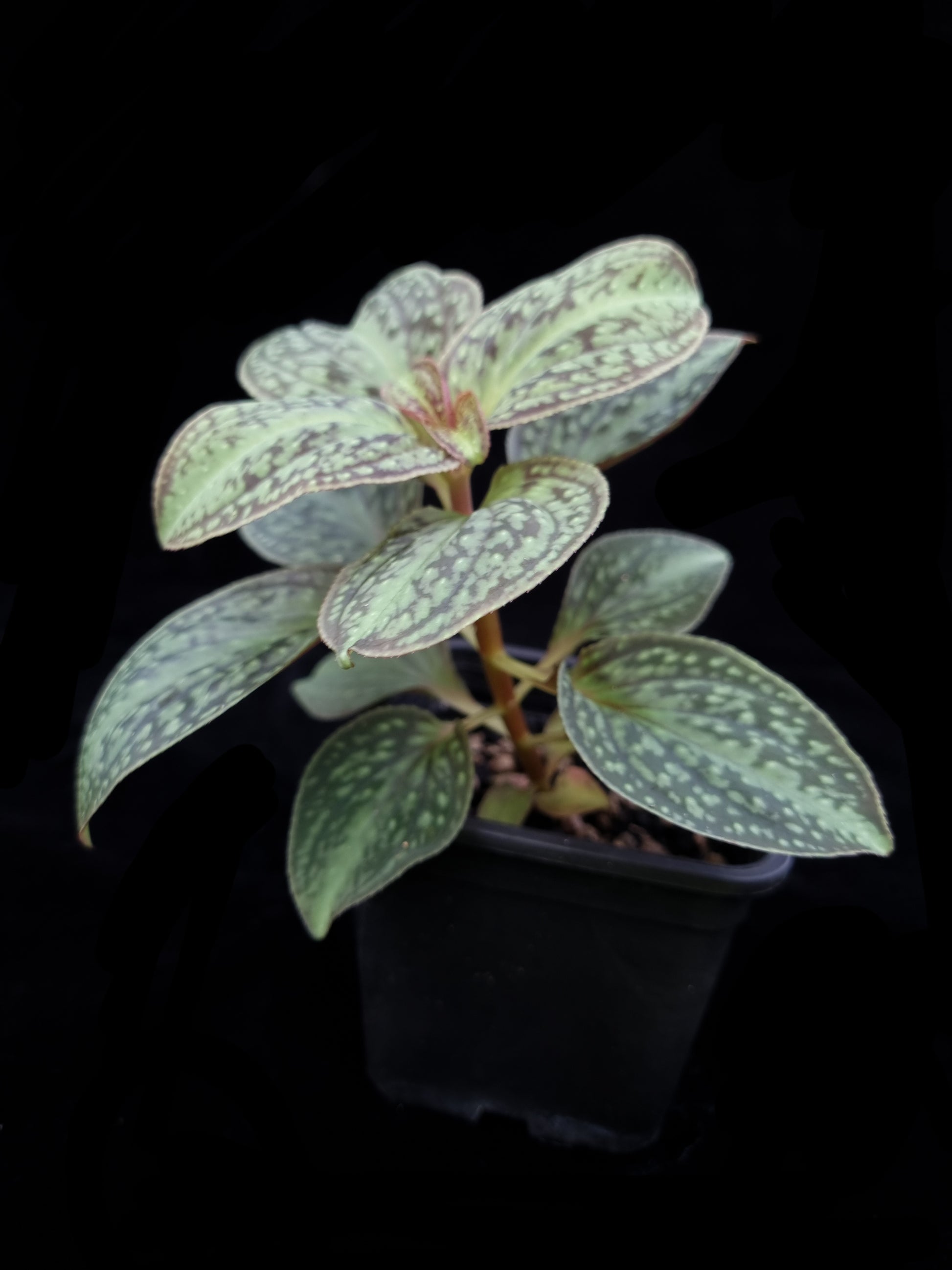 Sonerila sp. jungle plant sale Singapore side view