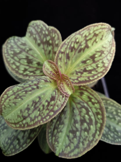 Sonerila sp. jungle plant sale Singapore leaf detail