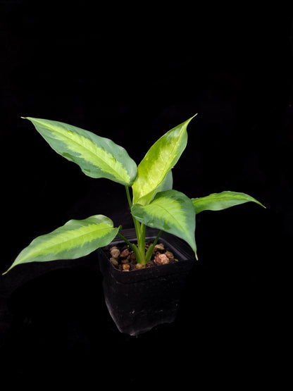 Schismatoglottis sp. West Kalimantan sale Singapore potted plant side view