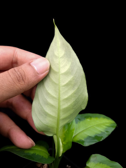 Schismatoglottis sp. West Kalimantan sale Singapore potted plant leaf underside