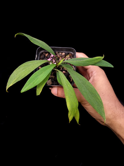 Homalomena hasei sale Singapore potted plant top view