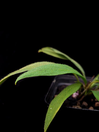 Homalomena hasei sale Singapore potted plant leaf detail