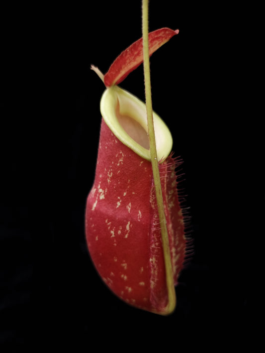 Nepenthes x kuchingensis pitcher plant carnivorous plants sale Singapore side view