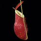 Nepenthes x kuchingensis pitcher plant carnivorous plants sale Singapore side view