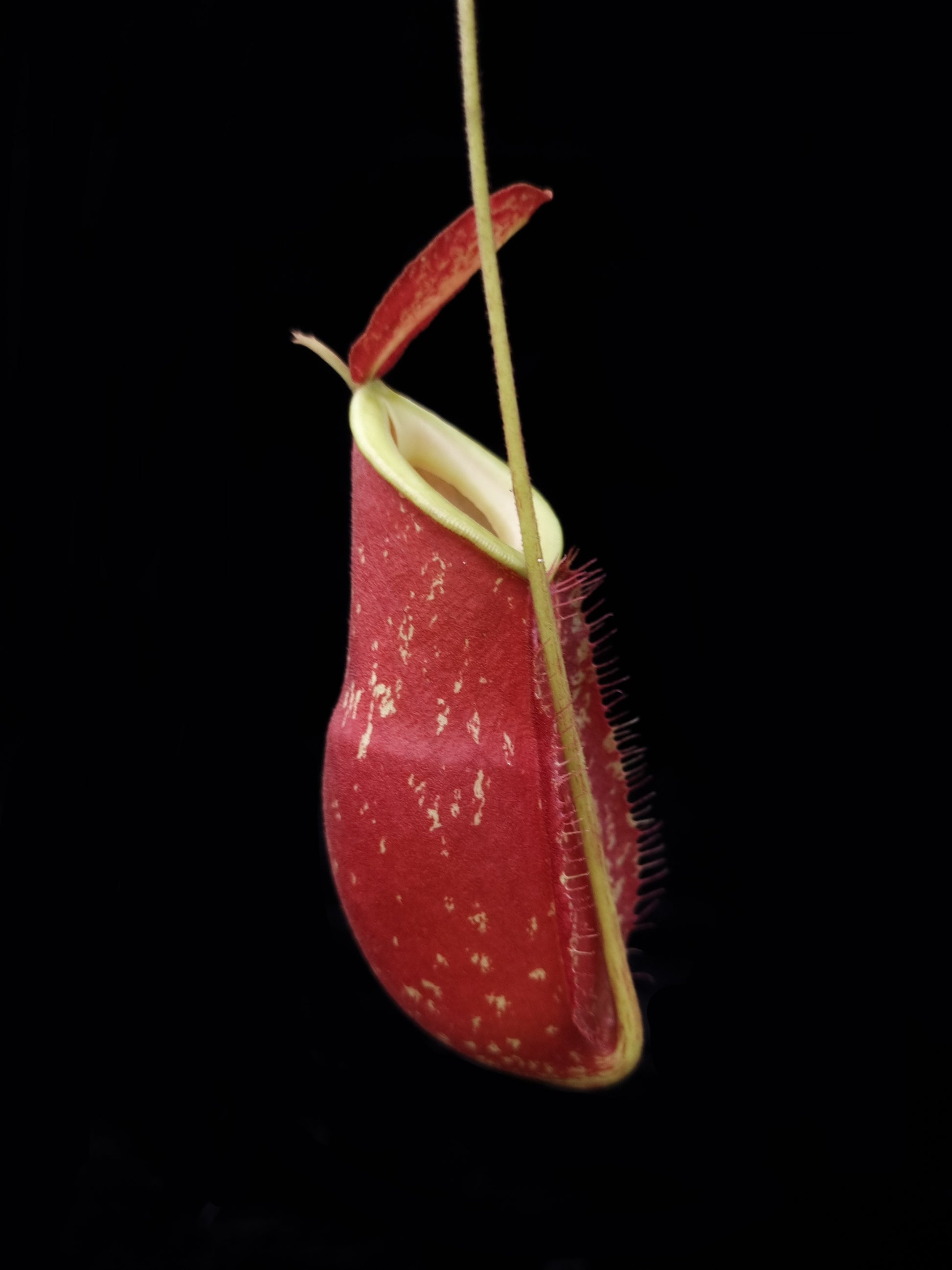 Nepenthes x kuchingensis pitcher plant carnivorous plants sale Singapore side view