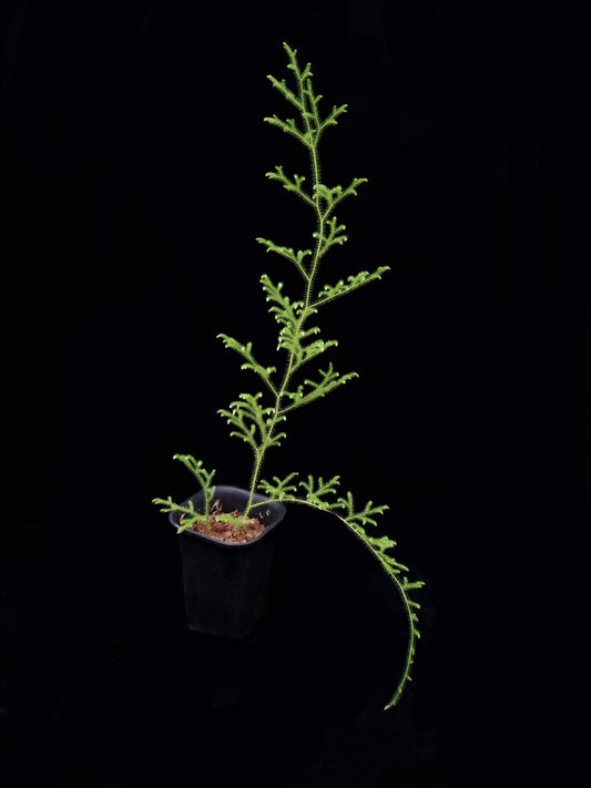 Palhinhaea lycopodiella cernua clubmoss sale Singapore potted plant side view