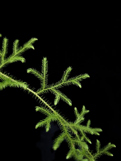 Palhinhaea lycopodiella cernua clubmoss sale Singapore potted plant microphyll detail