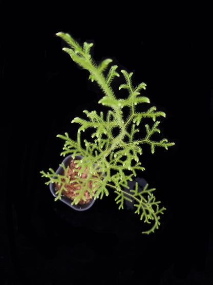 Palhinhaea lycopodiella cernua clubmoss sale Singapore potted plant top view
