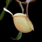 Nepenthes ampullaria 'Tayeve' pitcher plant sale Singapore side view