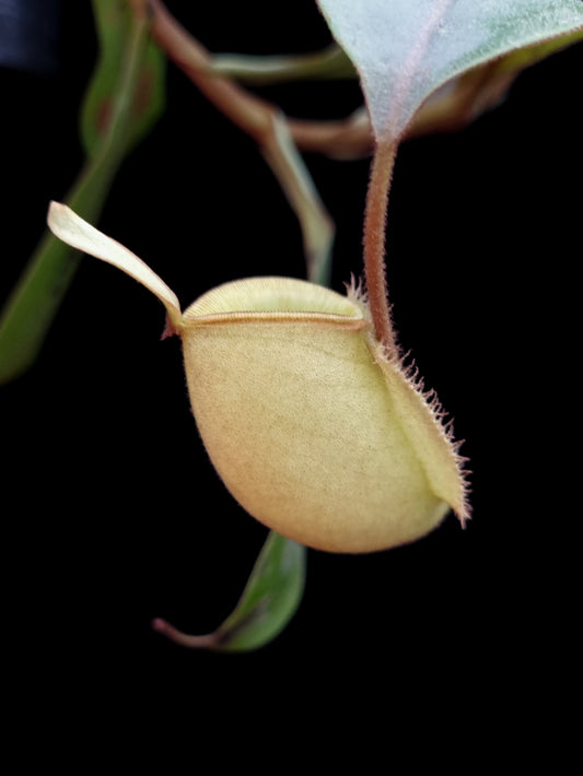Nepenthes ampullaria 'Tayeve' pitcher plant sale Singapore side view