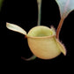 Nepenthes ampullaria 'Tayeve' pitcher plant sale Singapore top view