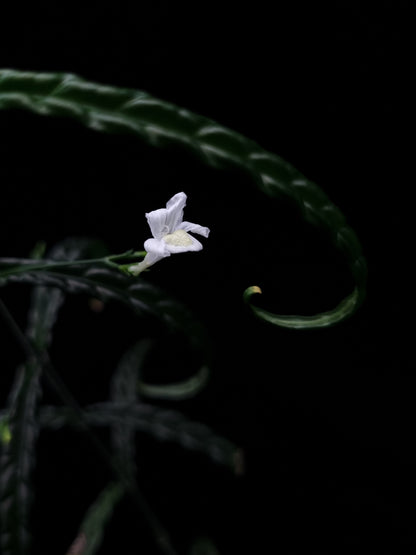 Acanthaceae sp. Kapuas Hulu for sale Singapore potted plant flower detail