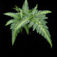 Arachniodes simplicior fern potted plant sale Singapore top view