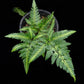 Arachniodes simplicior fern potted plant sale Singapore top view