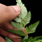 Arachniodes simplicior fern potted plant sale Singapore frond detail