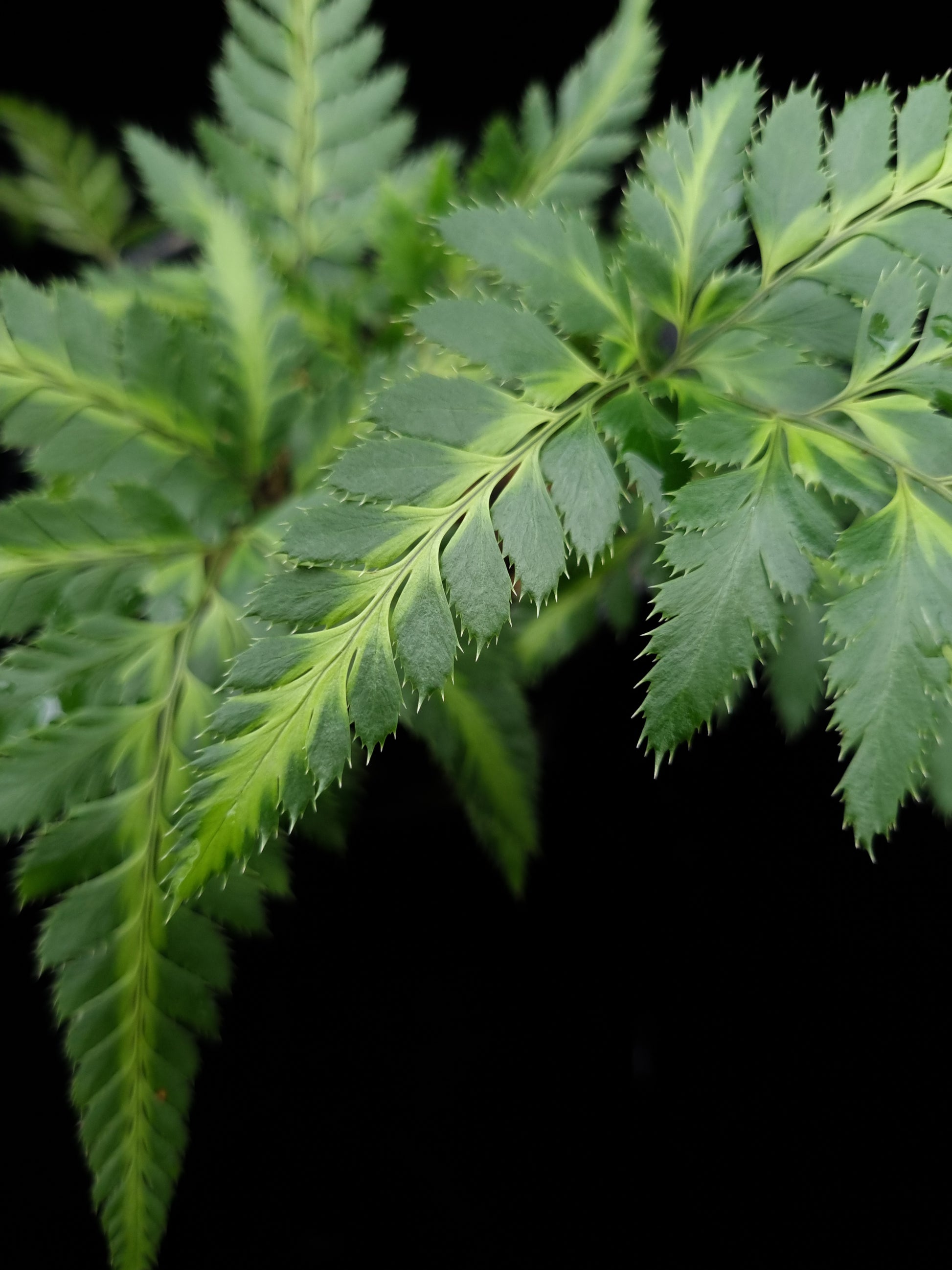 Arachniodes simplicior fern potted plant sale Singapore frond detail