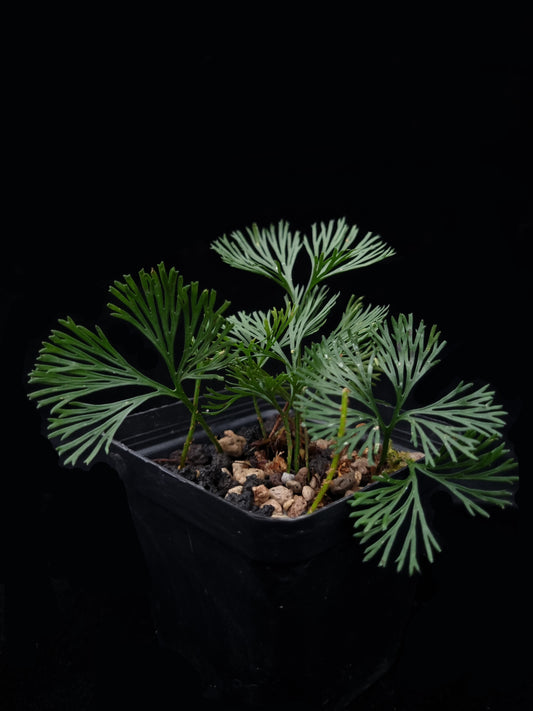 Elaphoglossum peltatum fern sale Singapore potted plant side view
