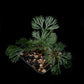 Elaphoglossum peltatum fern sale Singapore potted plant top view