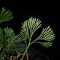 Elaphoglossum peltatum fern sale Singapore potted plant frond detail