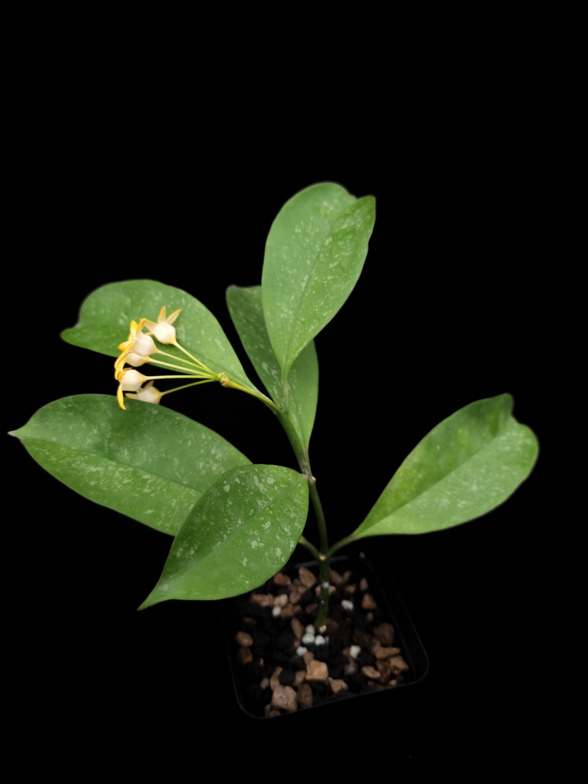 Hoya occultata sale Singapore potted plant top view