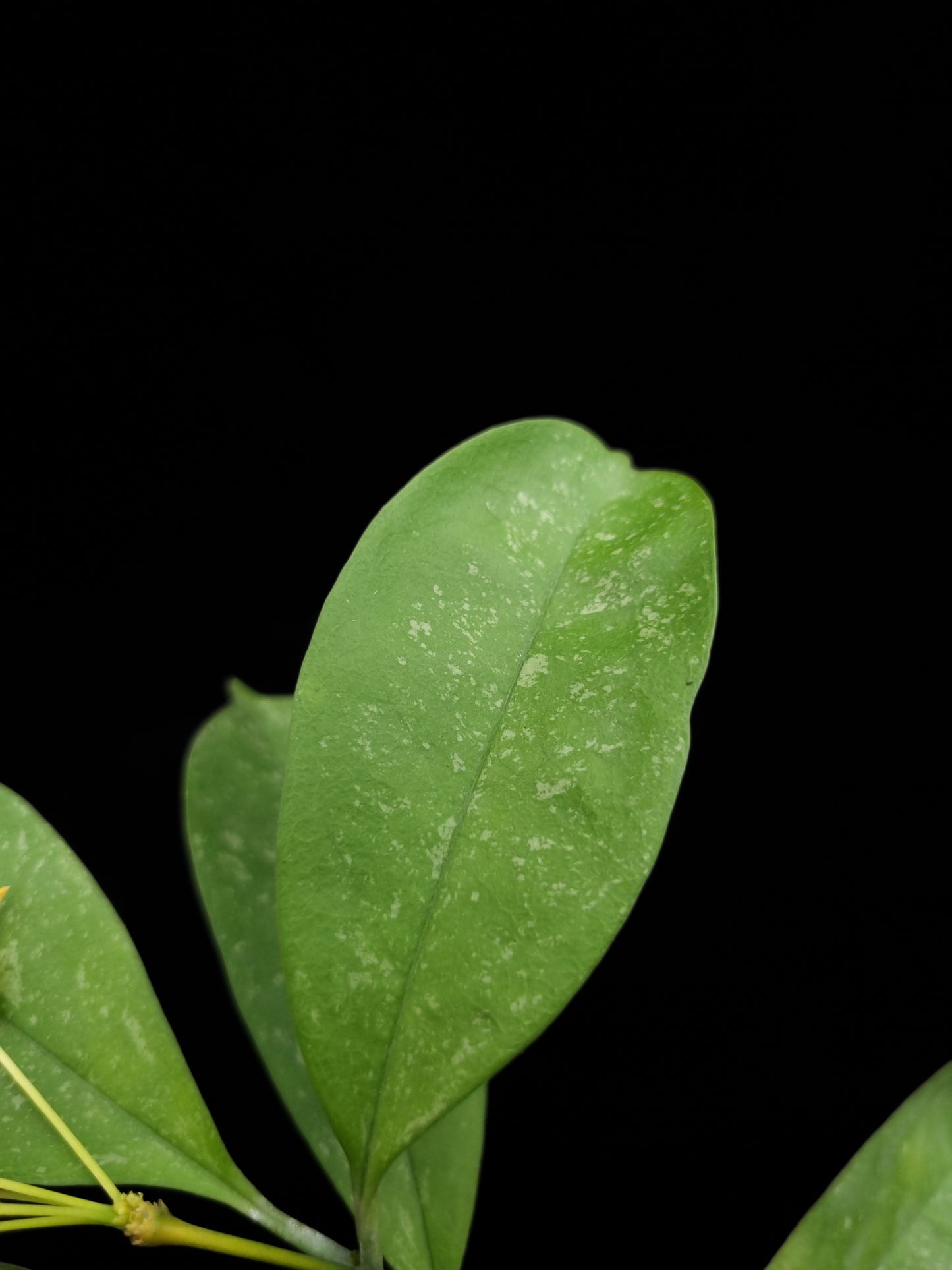 Hoya occultata sale Singapore potted plant leaf detail