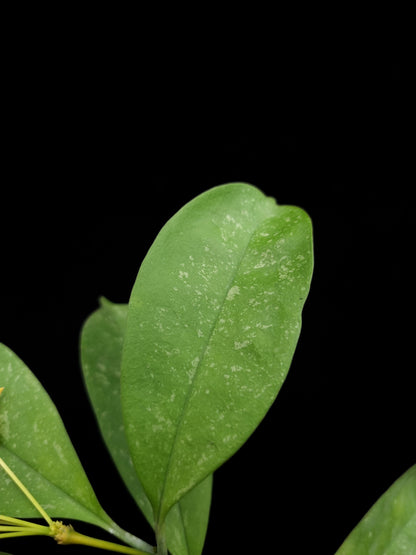 Hoya occultata sale Singapore potted plant leaf detail