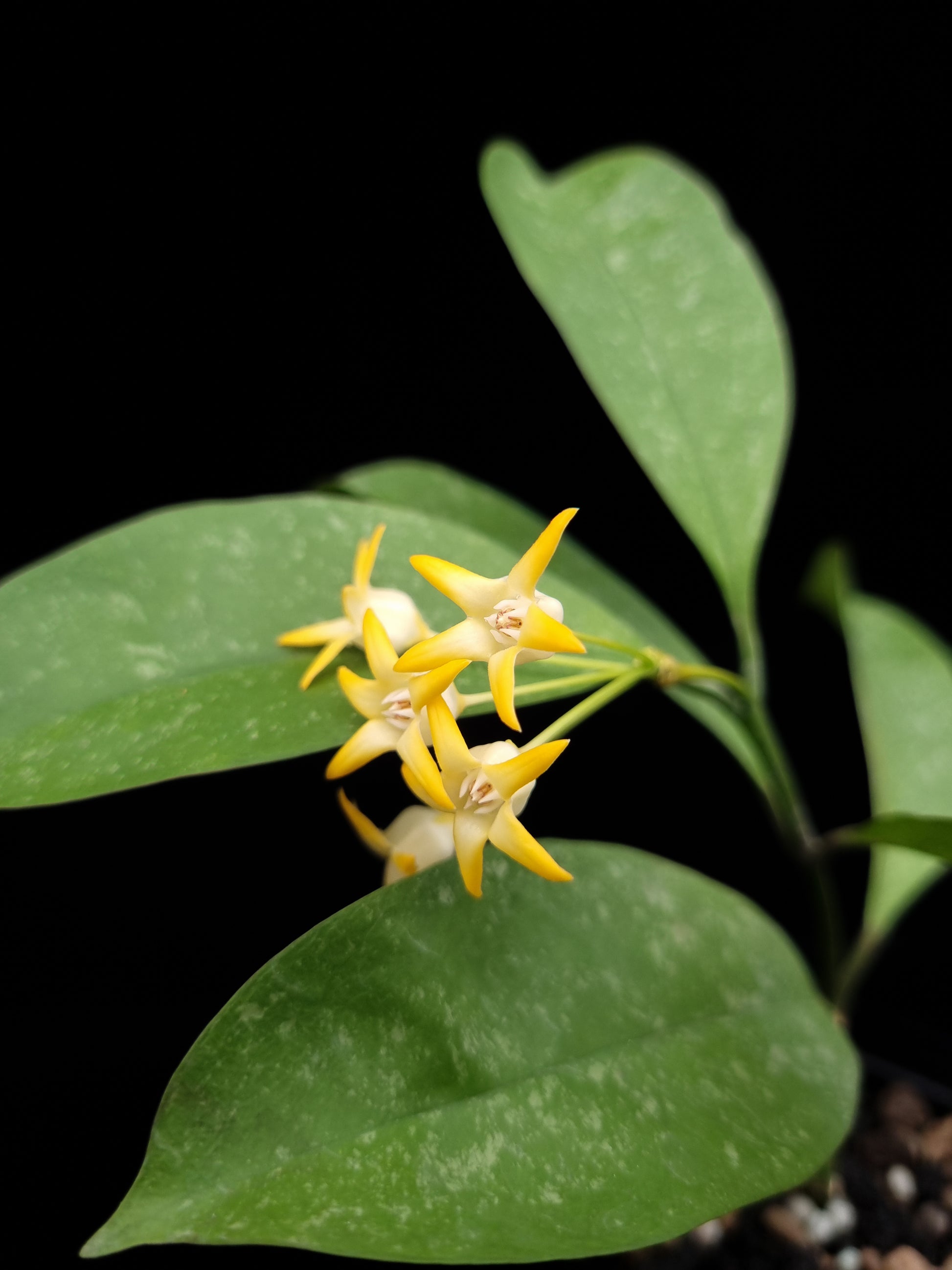 Hoya occultata sale Singapore potted plant flower detail