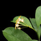 Hoya occultata sale Singapore potted plant flower detail