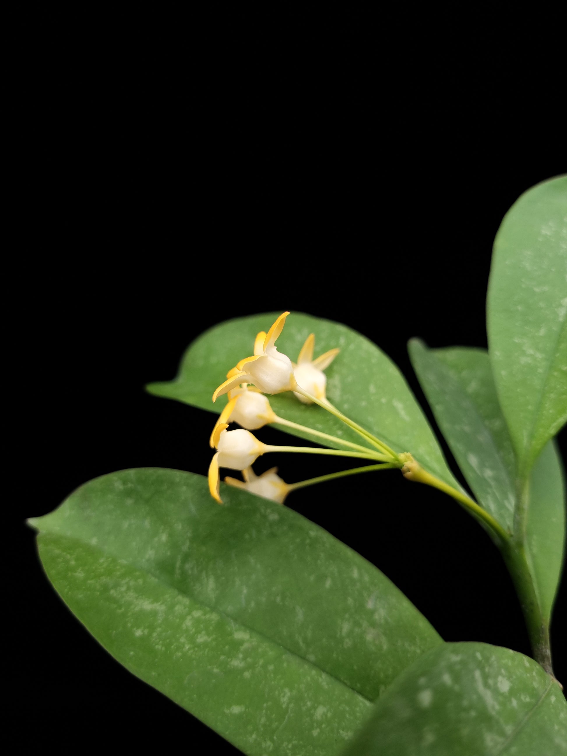 Hoya occultata sale Singapore potted plant flower detail
