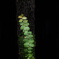 Marcgravia umbellata sale Singapore terrarium plant front view 