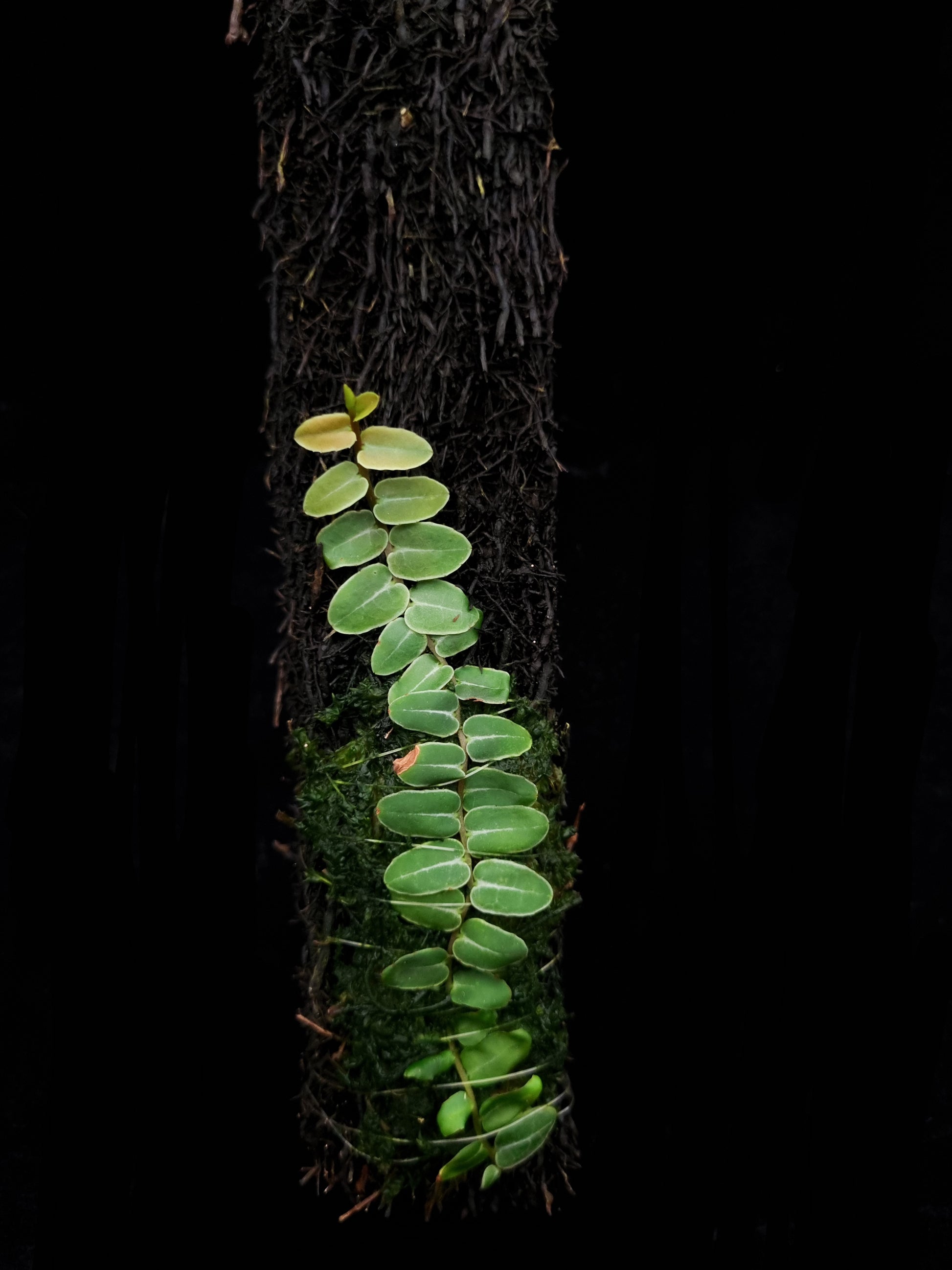 Marcgravia umbellata sale Singapore terrarium plant front view 