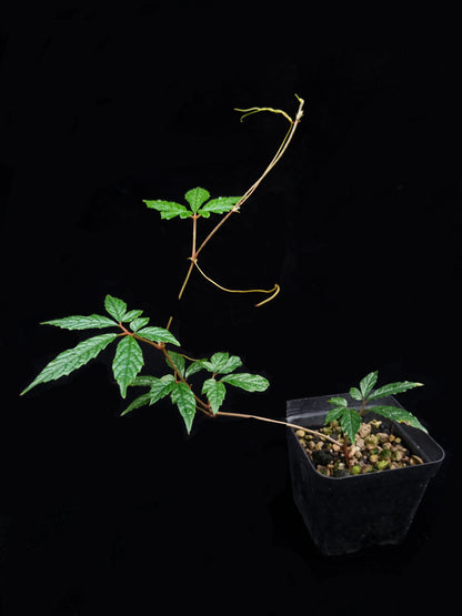 Pterisanthes sp. Kalimantan sale Singapore potted plant vine side view