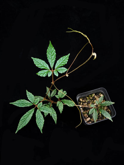 Pterisanthes sp. Kalimantan sale Singapore potted plant vine top view