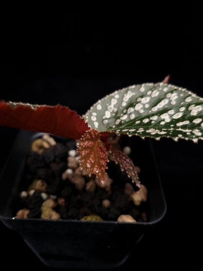 Begonia sp. Sarikei sale Singapore potted plant leaf detail