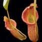 Nepenthes (maxima x veitchii) EP pitcher plant sale Singapore front view 