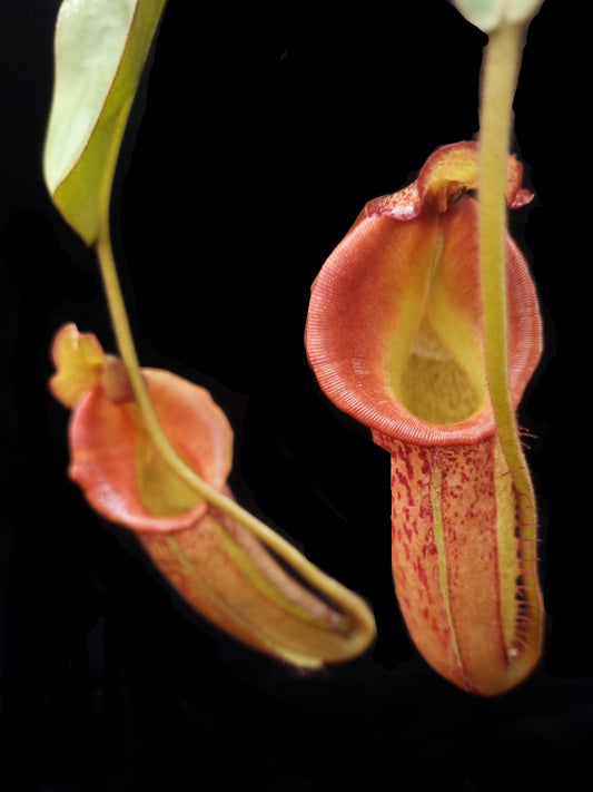 Nepenthes (maxima x veitchii) EP pitcher plant sale Singapore front view 